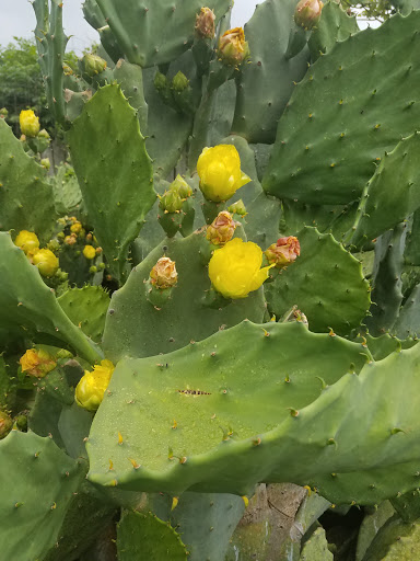 Park «Oakwell TrailHead Park», reviews and photos, 150 Ira Lee Rd, San Antonio, TX 78218, USA