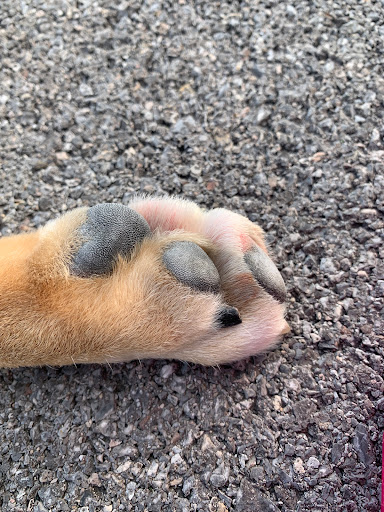 Pet Supply Store «Pet Supplies Plus», reviews and photos, 7954 Brewerton Rd #400, Cicero, NY 13039, USA