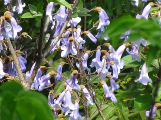 Nature Preserve «Greenbrook Nature Sanctuary», reviews and photos, Green Brook Rd, Tenafly, NJ 07670, USA