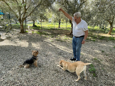 Pension les Aristos chiens et chats à Belgodère