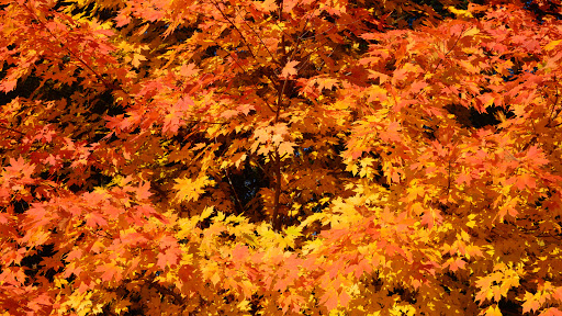 State Park «Breakheart Reservation», reviews and photos, 177 Forest St, Saugus, MA 01906, USA