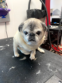 Classy Canine Cuts - Photo 4 - Car repair in Omaha, NE, Omaha