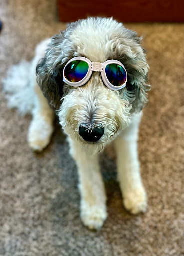 Green Prairie Animal Hospitals