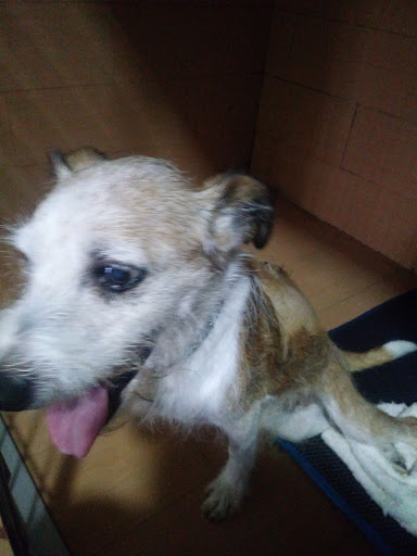 Hospital Veterinario Lauro en Alhaurín el Grande