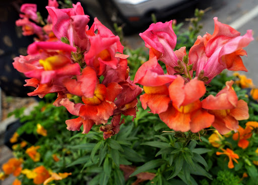 Produce Market «Madison Produce», reviews and photos, 132 E Washington St, Madison, GA 30650, USA