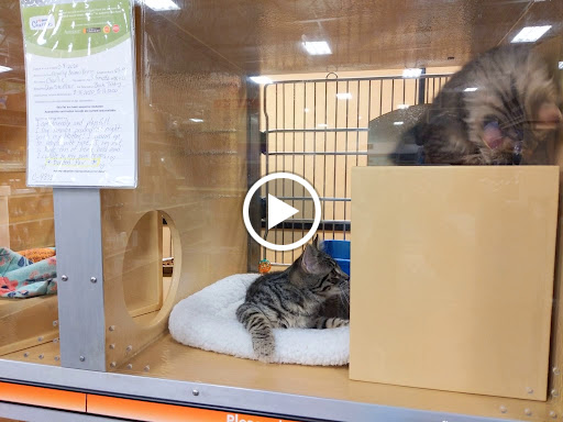 Pet Supply Store «PetSmart», reviews and photos, 10309 156th St E, Puyallup, WA 98373, USA