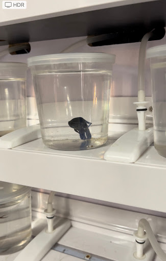 Pet Store «Pet Station Reno», reviews and photos, 5065 S McCarran Blvd, Reno, NV 89502, USA