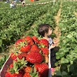 Frische Erdbeeren Hof Wiedemann