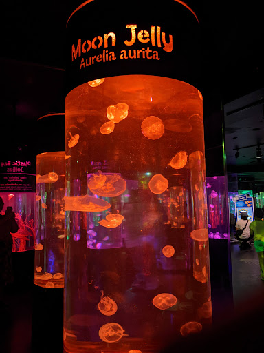 Aquarium «SEA LIFE Minnesota Aquarium», reviews and photos, 120 E Broadway, Bloomington, MN 55425, USA