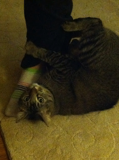 Pet Supply Store «Petco Animal Supplies», reviews and photos, 2765 Santa Rosa Ave, Santa Rosa, CA 95407, USA