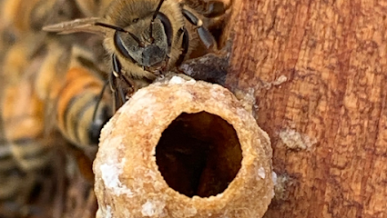 Honey Bee Help Company