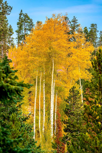 Hardware Store «Harbor Freight Tools», reviews and photos, 10251 W Bowles Ave A, Littleton, CO 80127, USA