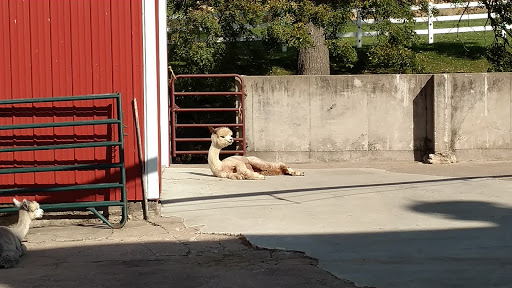 Irish Meadows Alpaca Farm