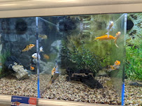 PetSmart - Photo 4 - Car repair in Poland, OH, Youngstown