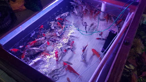 Pet Supply Store «New Lucky Fish Aquarium & Pet Supply», reviews and photos, 4818 8th Ave, Brooklyn, NY 11220, USA
