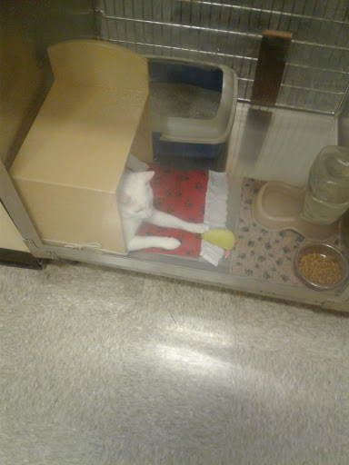 Pet Supply Store «PetSmart», reviews and photos, 6204 W Park Blvd, Plano, TX 75093, USA