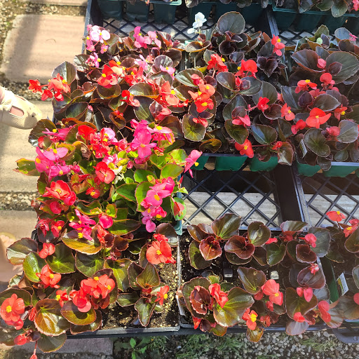 Plant Nursery «San Gabriel Nursery & Florist», reviews and photos, 632 S San Gabriel Blvd, San Gabriel, CA 91776, USA