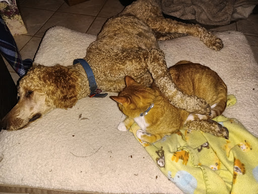 6185 Old Alton Edwardsville Rd, Edwardsville, IL 62025, USA