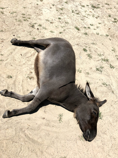 Theme Park «LanierWorld», reviews and photos, 7000 Lanier Islands Pkwy, Buford, GA 30518, USA