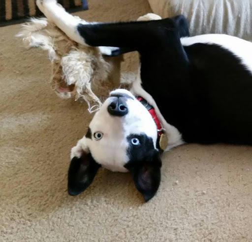 Pet Supply Store «Pet Supplies Plus», reviews and photos, 61 Irving Park Rd, Streamwood, IL 60107, USA