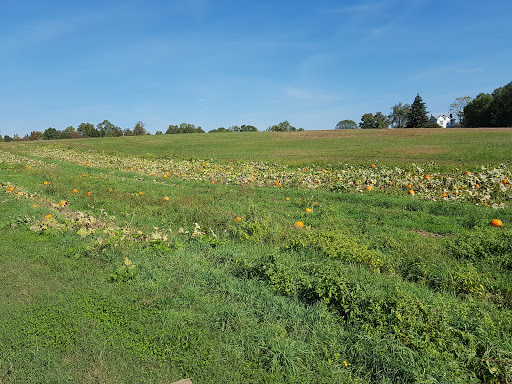 Produce Market «Mt Olympus Berry Farm», reviews and photos, 23298 Jefferson Davis Hwy, Ruther Glen, VA 22546, USA