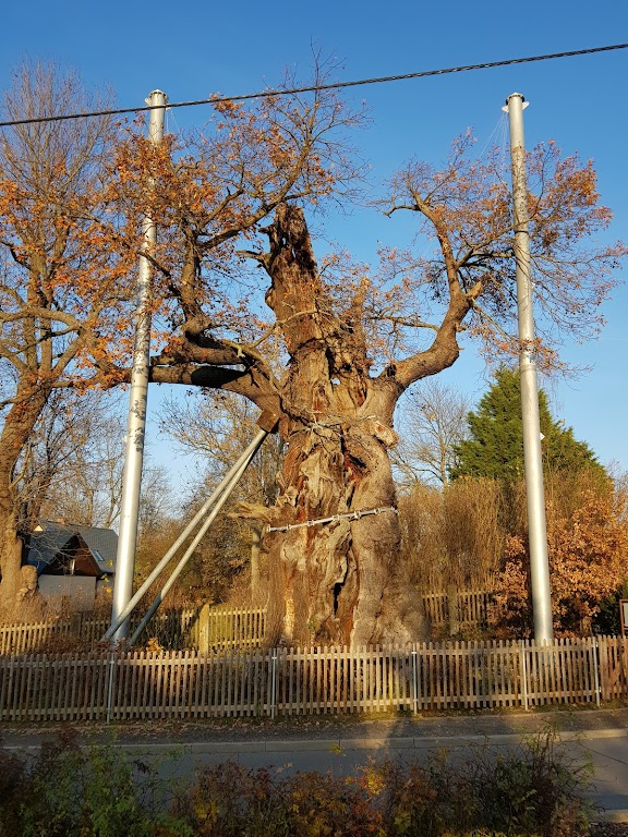 1000-jährige Eiche Nöbdenitz