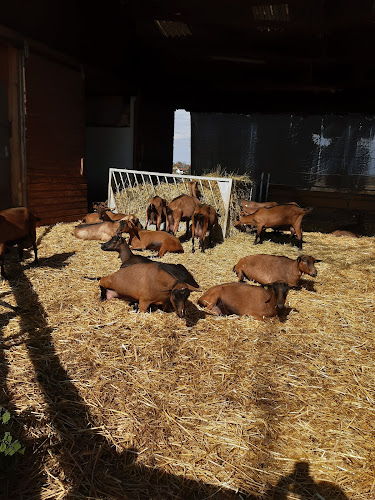 La chèvrerie à Griesheim-prés-Molsheim