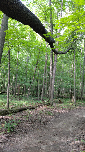 Nature Preserve «Scio Woods Preserve», reviews and photos, Scio Church Rd, Ann Arbor, MI 48103, USA