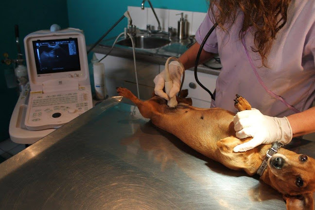 Clínica Veterinaria Mascotas