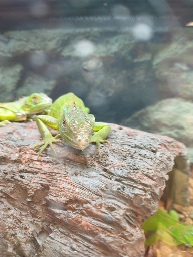 Pet Supply Store «Petco Animal Supplies», reviews and photos, 8966 S Broadway Ave #112, Tyler, TX 75703, USA