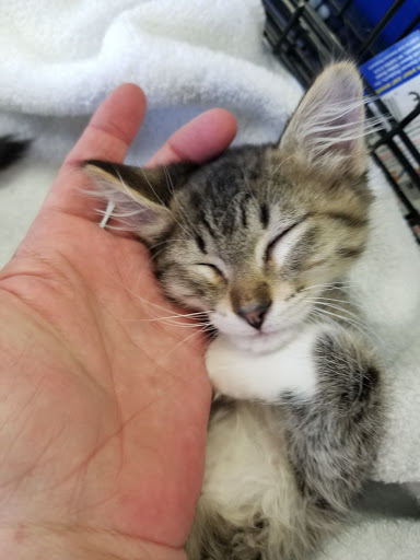 Pet Supply Store «At Your Services Pet Supplies», reviews and photos, 55 S Valle Verde Dr #300, Henderson, NV 89012, USA