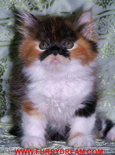 Photo of Furry Dream Cattery