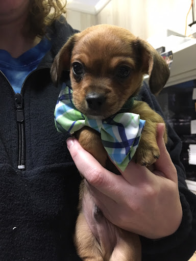 Pet Store «The Pet Place», reviews and photos, 240 Shadowline Dr, Boone, NC 28607, USA