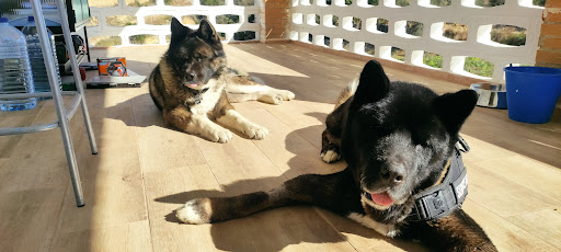 Centro Veterinario San Agustín en San Agustín del Guadalix