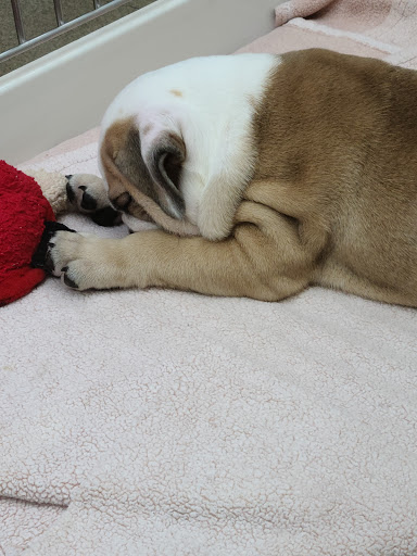 Pet Store «Petland Hilliard», reviews and photos, 5253 Nike Dr, Hilliard, OH 43026, USA