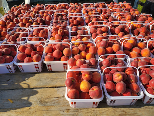 Tourist Attraction «Sugar Hill U-pick Farms», reviews and photos, 3595 Co Rd 59, Verbena, AL 36091, USA