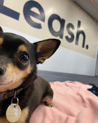 Leash. - Photo 7 - Car repair in Asheville, NC, Asheville