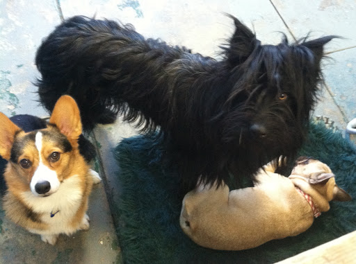 Pet Supply Store «Animal Kingdom of Santa Monica», reviews and photos, 300 Pico Blvd, Santa Monica, CA 90405, USA