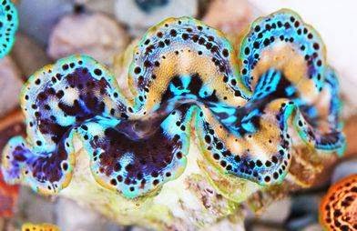 Pet Supply Store «Pacific East Aquaculture», reviews and photos, 107 School St, Mardela Springs, MD 21837, USA