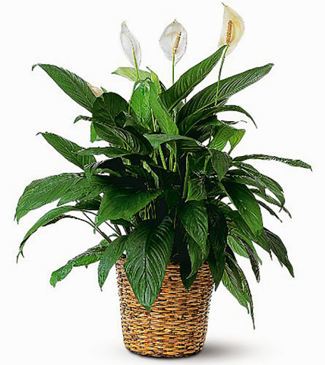 Florist «Flower Corner», reviews and photos, 2501 W Holcombe Blvd, Houston, TX 77030, USA