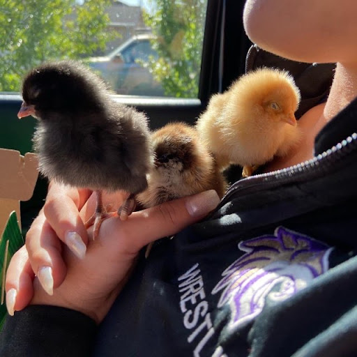 Gymnastics Center «Impact Sports Center», reviews and photos, 1110 W Kettleman Ln, Lodi, CA 95240, USA