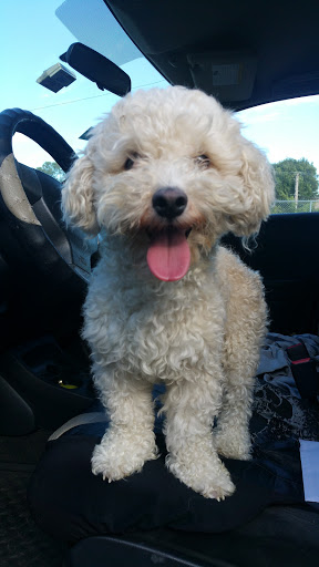 Pet Store «Animal Welfare League», reviews and photos, 6224 S Wabash Ave, Chicago, IL 60637, USA