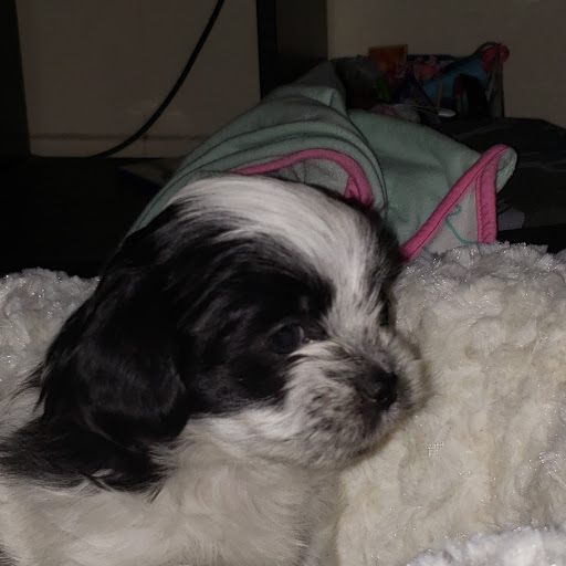 Pet Supply Store «Petco Animal Supplies», reviews and photos, 6761 Westminster Ave, Westminster, CA 92683, USA