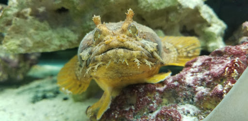 Pet Store «Pets Plus-Reptiles & Exotic», reviews and photos, 421 West Ave, Lockport, NY 14094, USA