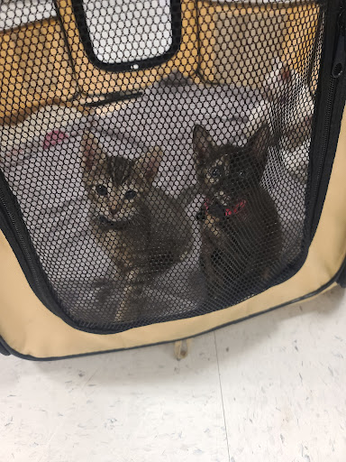 Pet Supply Store «PetSmart», reviews and photos, 33963 Doheny Park Rd, San Juan Capistrano, CA 92675, USA