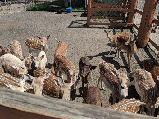 Zoo «Lupa Zoo», reviews and photos, 62 Nash Hill Rd, Ludlow, MA 01056, USA