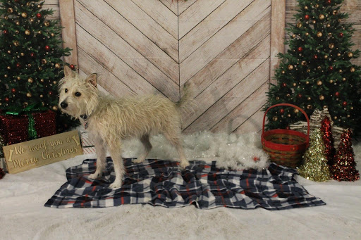 Dog Day Care Center «Fun Fur Pets Dog Daycare and Boarding», reviews and photos, 1404 Green Bay St, La Crosse, WI 54601, USA