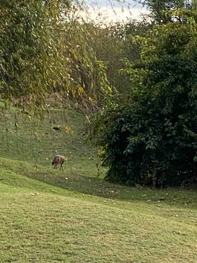 Private Golf Course «Moore Golf Course», reviews and photos, 920 SW 19th St, Moore, OK 73160, USA