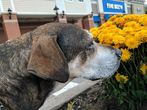 Pet Supply Store «PetSmart», reviews and photos, 421 Commerce Dr, Victor, NY 14564, USA