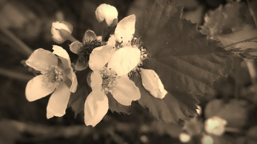 National Park «Cumberland Gap National Historical Park», reviews and photos, 91 Bartlett Park Road, Middlesboro, KY 40965, USA